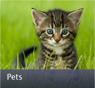 Pet - Canvas Prints